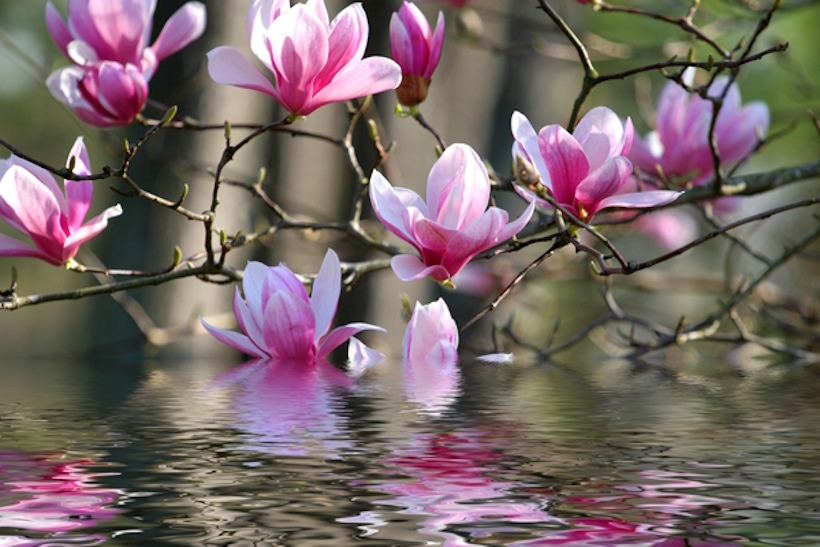 Fiori color rosa. Dario Canil presenta l'indice Generale della Sezione il costo del Reiki. In Veneto, seminari Reiki vicino Trieste, Udine, Sacile e Pordenone