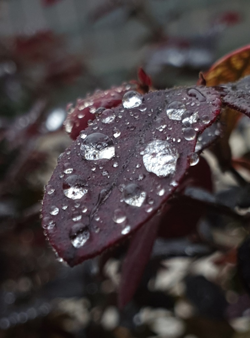 Una bellissima foglia autunnale coperta di gocce di rugiada. Indice della Sezione USUI REIKI. In Veneto, vicino Montebelluna, Chioggia, San Donà di Piave, Castelfranco Veneto, Cittadella seminari di Reiki e Sciamanismo