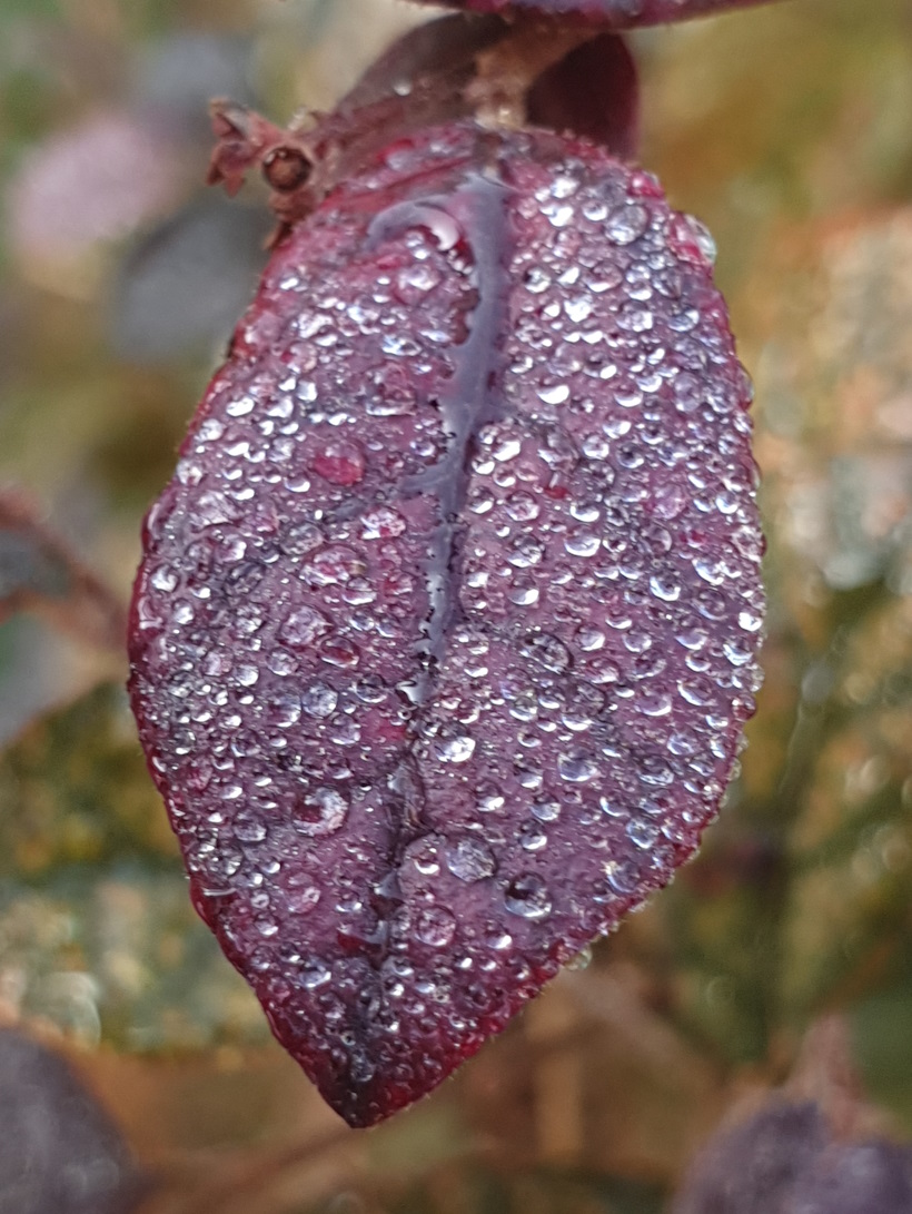 Bellissima foglia fucsia e viola scuro ricoperta di rugiada. In Veneto, vicino Brescia, Mantova, Ferrara, Ravenna, Bologna seminari di Reiki e Sciamanismo