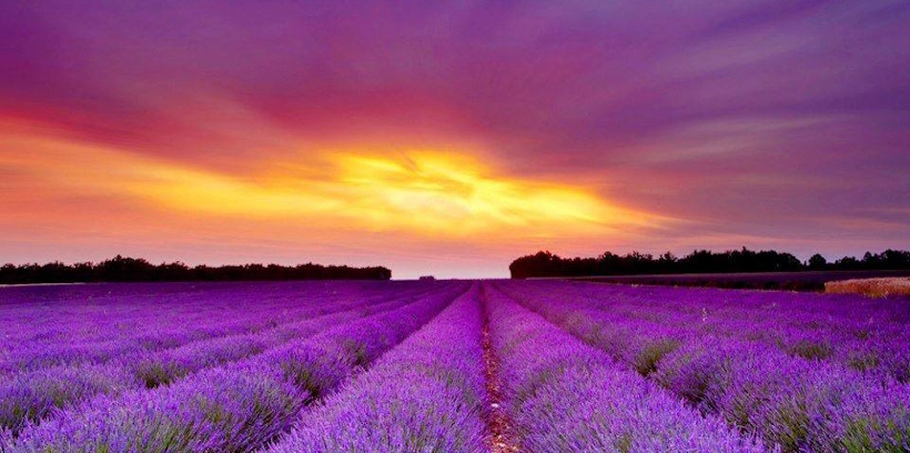 Tramonto suggestivo su campo di fiori color vioola fucsia. In Veneto, vicino Brescia, Mantova, Ferrara, Ravenna, Bologna seminari di Reiki e Sciamanismo