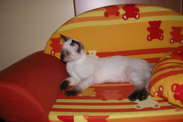 Reiki agli animali